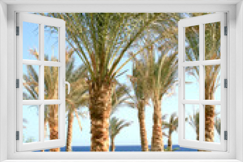 Fototapeta Naklejka Na Ścianę Okno 3D - Hotel garden in Makadi bay Egypt