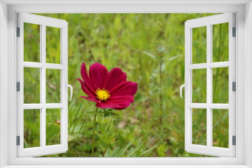 Fototapeta Naklejka Na Ścianę Okno 3D - Rote Blume