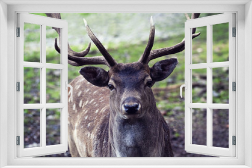 Fototapeta Naklejka Na Ścianę Okno 3D - Portrait of male deer with antlers