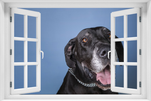 Fototapeta Naklejka Na Ścianę Okno 3D - Deutsche Dogge vor blauem Hintergrund