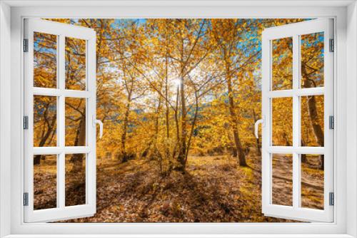 Fototapeta Naklejka Na Ścianę Okno 3D - Autumn Trees in Forest