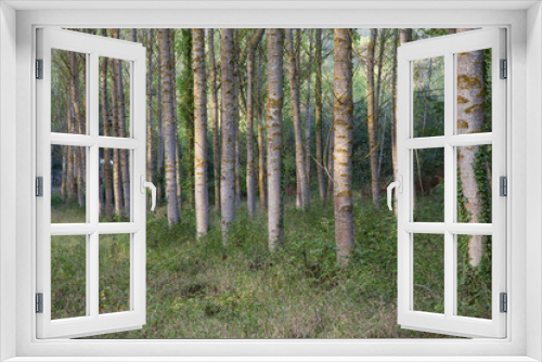 Fototapeta Naklejka Na Ścianę Okno 3D - Bosque  con arboles perfectamente alineados