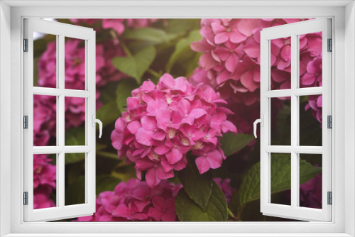 Fototapeta Naklejka Na Ścianę Okno 3D - pink hydrangea