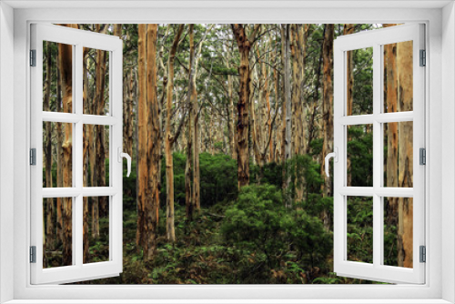 Fototapeta Naklejka Na Ścianę Okno 3D - View inside forest of Australian gum trees 