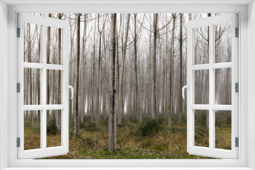 Fototapeta Naklejka Na Ścianę Okno 3D - Misty Forest