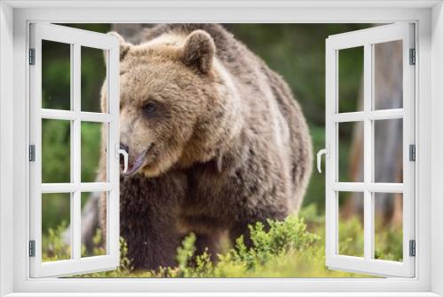 Fototapeta Naklejka Na Ścianę Okno 3D - Close up portrait of Adult Wild Brown bear (Ursus Arctos Arctos) in the summer forest. Natural green Background