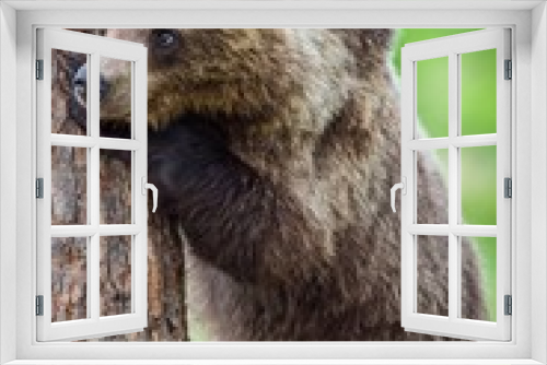 Fototapeta Naklejka Na Ścianę Okno 3D - Close up Portrait of Cub of Brown bear (Ursus Arctos Arctos) in the summer forest. Natural green Background