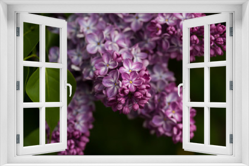 Fototapeta Naklejka Na Ścianę Okno 3D - blooming lilacs