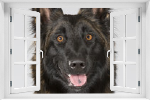 Fototapeta Naklejka Na Ścianę Okno 3D - Belgian shepherd - Tervueren dog portrait. Image taken in a studio.