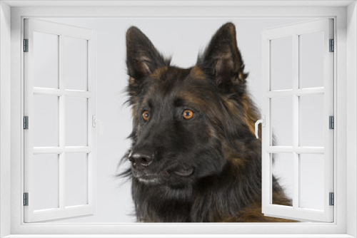 Fototapeta Naklejka Na Ścianę Okno 3D - Belgian shepherd - Tervueren dog portrait. Image taken in a studio.