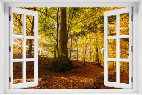 Fototapeta Naklejka Na Ścianę Okno 3D - Die Sonne strahlt in den Wald