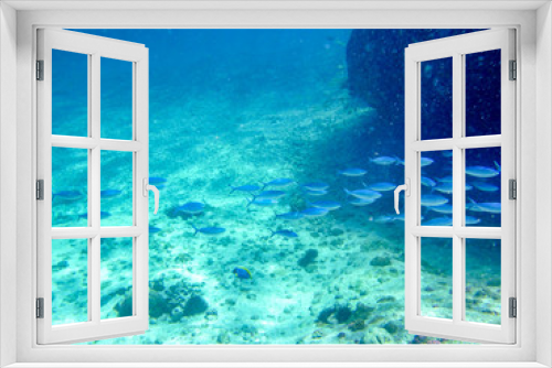 Fototapeta Naklejka Na Ścianę Okno 3D - Fish trip in Seychelles underwater