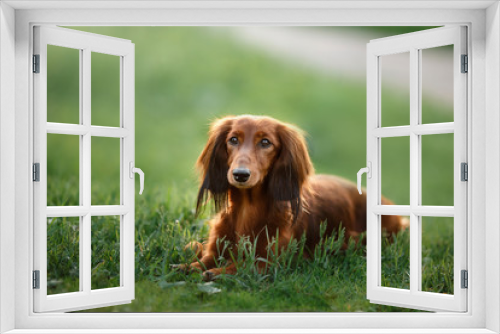 Fototapeta Naklejka Na Ścianę Okno 3D - Dog breed dachshund