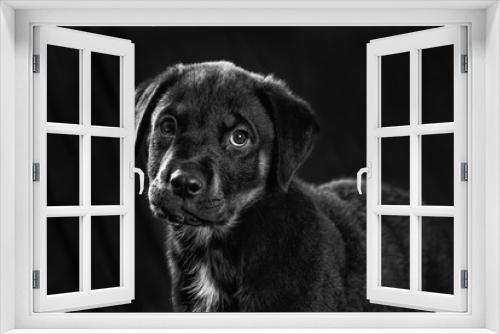 Fototapeta Naklejka Na Ścianę Okno 3D - Rottweiler puppy portrait in black and white
