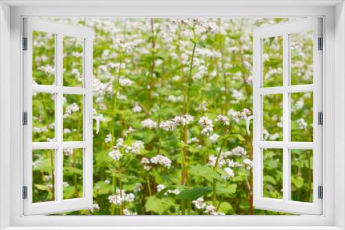 Fototapeta Naklejka Na Ścianę Okno 3D - buckwheat flower