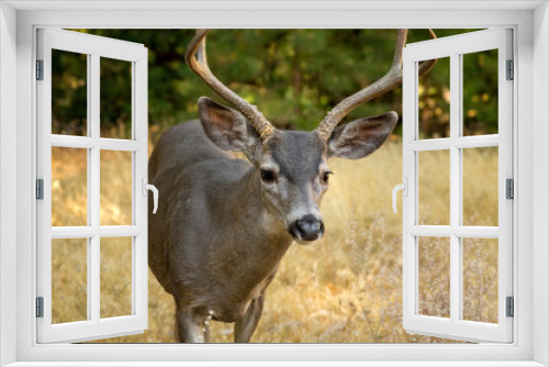 Fototapeta Naklejka Na Ścianę Okno 3D - Face to Face with Deer