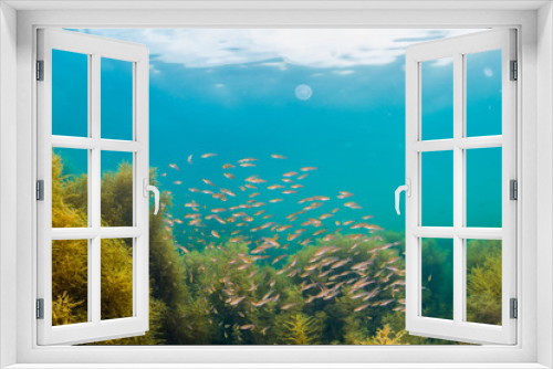 Fototapeta Naklejka Na Ścianę Okno 3D - Forest of seaweed