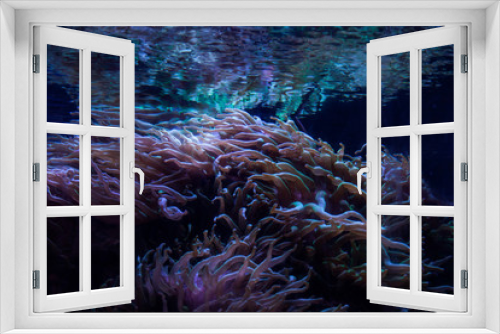 Fototapeta Naklejka Na Ścianę Okno 3D - Close up of seaweed on the ocean floor.