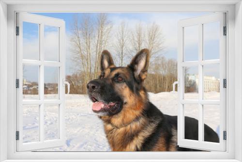 Fototapeta Naklejka Na Ścianę Okno 3D - Dog german shepherd in a winter day