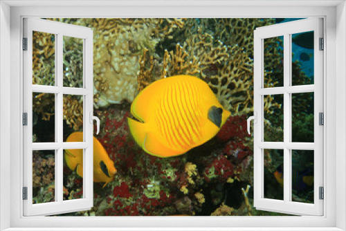 Fototapeta Naklejka Na Ścianę Okno 3D - Masked Butterflyfish