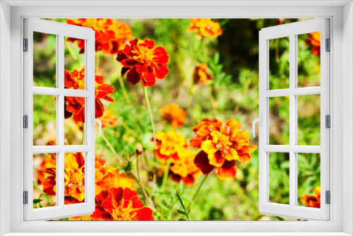 Fototapeta Naklejka Na Ścianę Okno 3D - orange flowers