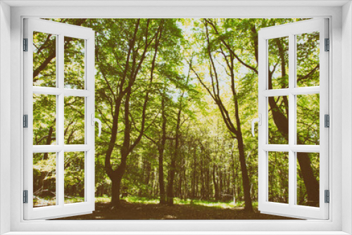 Fototapeta Naklejka Na Ścianę Okno 3D - Looking through the trees in an English wood