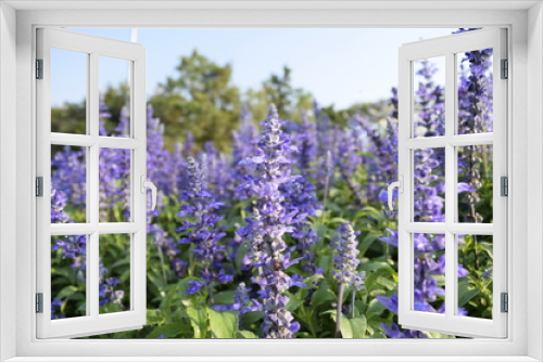 Fototapeta Naklejka Na Ścianę Okno 3D - Purple woodland sage flower in the garden