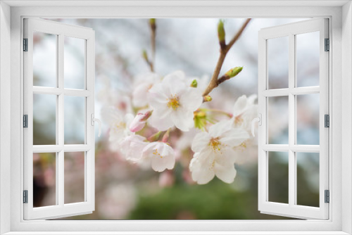 Fototapeta Naklejka Na Ścianę Okno 3D - Cherry blossoms at Chidorigafuchi park, Tokyo, Japan.