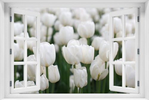 Fototapeta Naklejka Na Ścianę Okno 3D - Beautiful white tulips flowerbed closeup. Flower background