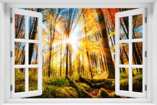 Fototapeta Naklejka Na Ścianę Okno 3D - Herbst Szenerie im Wald mit viel Sonne und buntem Laub