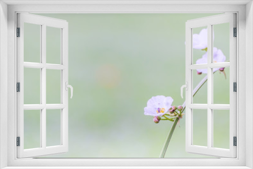 Fototapeta Naklejka Na Ścianę Okno 3D - Vintage tone of flowers and nature blurry background