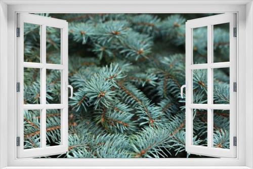 Fototapeta Naklejka Na Ścianę Okno 3D - blue spruce close