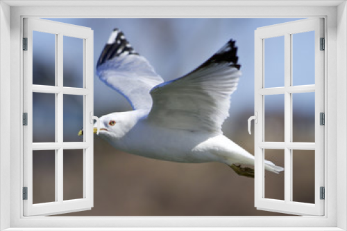 Fototapeta Naklejka Na Ścianę Okno 3D - Beautiful closeup with the gull in flight