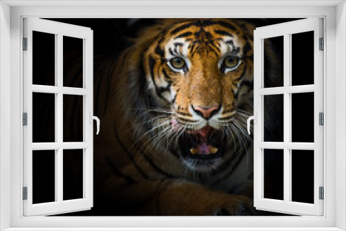 Fototapeta Naklejka Na Ścianę Okno 3D - Tigers