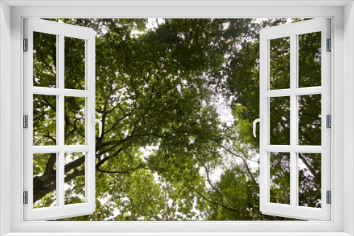 Fototapeta Naklejka Na Ścianę Okno 3D - Looking up at green trees in Teak Rain forest