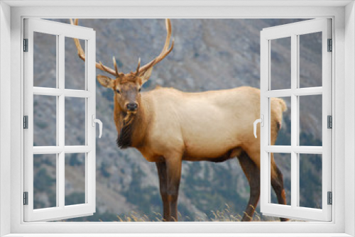Fototapeta Naklejka Na Ścianę Okno 3D - Bull Elk, Rocky Mountain National Park