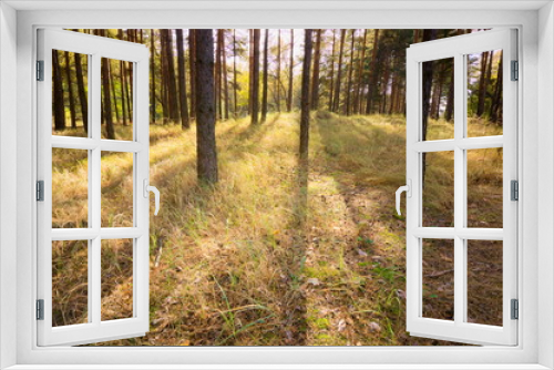 Fototapeta Naklejka Na Ścianę Okno 3D - coniferous forest landscape
