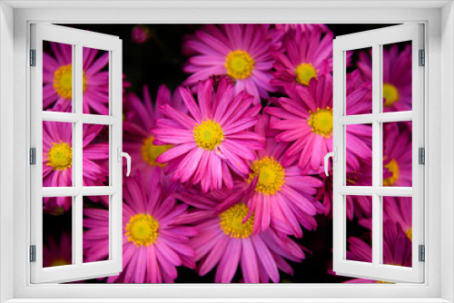 Fototapeta Naklejka Na Ścianę Okno 3D - ひらかたの菊