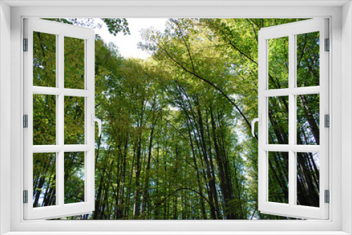 Fototapeta Naklejka Na Ścianę Okno 3D - кроны деревьев