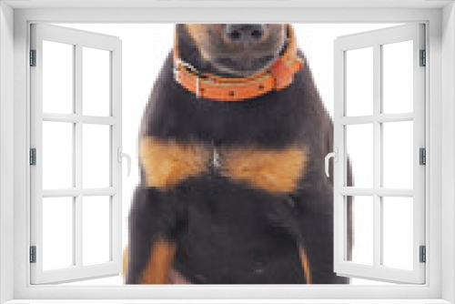 Fototapeta Naklejka Na Ścianę Okno 3D - Hunting dog.