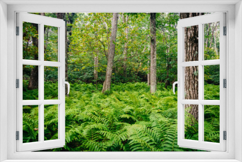 Fototapeta Naklejka Na Ścianę Okno 3D - Ferns and trees in the forest, in Shenandoah National Park, Virg