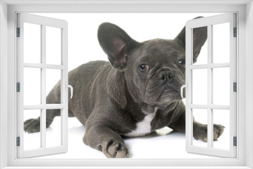 Fototapeta Naklejka Na Ścianę Okno 3D - puppy french bulldog