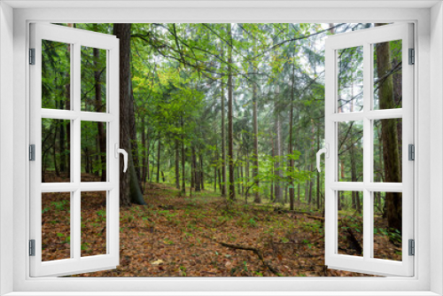 Fototapeta Naklejka Na Ścianę Okno 3D - Wald in Deutschland