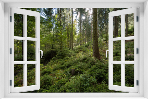 Fototapeta Naklejka Na Ścianę Okno 3D - Wald in Deutschland