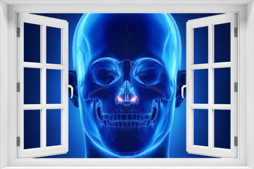 Fototapeta Naklejka Na Ścianę Okno 3D - Inferior nasal concha