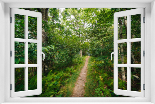 Fototapeta Naklejka Na Ścianę Okno 3D - Trail through a forest, in Shenandoah National Park, Virginia.