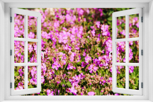 Fototapeta Naklejka Na Ścianę Okno 3D - Geranium cantabrigiense 'Cambridge' (dwarf cranesbill)