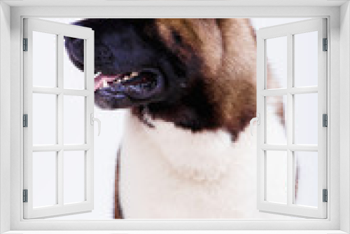 Fototapeta Naklejka Na Ścianę Okno 3D - Portrait of a beautiful dog breed American Akita inu