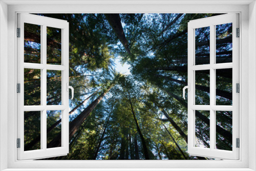 Fototapeta Naklejka Na Ścianę Okno 3D - Santa Cruz Redwoods