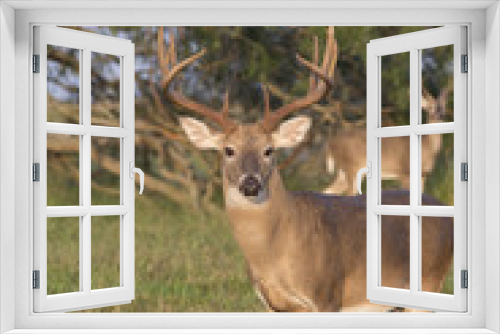 Fototapeta Naklejka Na Ścianę Okno 3D - White-tailed Deer Buck in Southern Texas